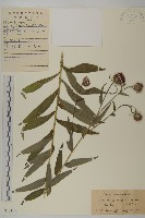 華薊藏品圖，第1張