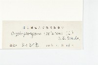 諸葛菜藏品圖，第3張