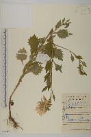 翠菊藏品圖，第1張