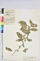 鐵莧菜藏品圖，第1張