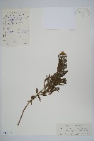 砂引草藏品圖，第1張