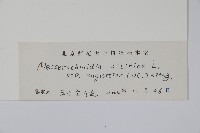 砂引草藏品圖，第2張