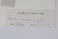 多歧沙參藏品圖，第2張