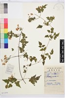 短尾鐵線蓮藏品圖，第1張