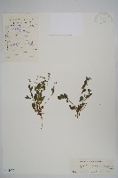 附地菜藏品圖，第1張