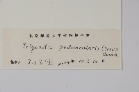 附地菜藏品圖，第2張