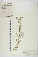 阿爾泰狗哇花藏品圖，第1張