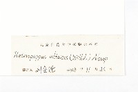 阿爾泰狗哇花藏品圖，第3張