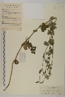 小紅菊藏品圖，第1張