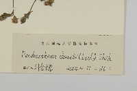 小紅菊藏品圖，第3張