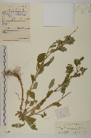 翠菊藏品圖，第1張