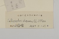 翠菊藏品圖，第3張