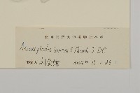 蒼朮、茅朮藏品圖，第3張