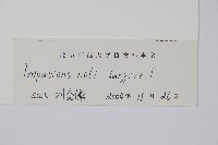 水金鳳藏品圖，第2張