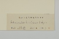 腺梗菜藏品圖，第3張