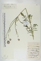 華北藍盆花藏品圖，第1張