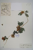 羊乳、四葉參藏品圖，第1張