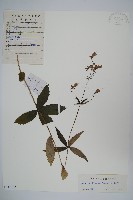 展枝沙參藏品圖，第1張