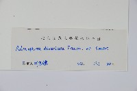 展枝沙參藏品圖，第2張