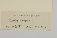 石竹、洛陽花、剪絨花藏品圖，第3張