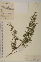 白蓮蒿藏品圖，第1張