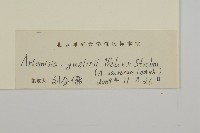 白蓮蒿藏品圖，第3張