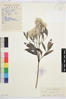 棉團鐵線蓮藏品圖，第1張