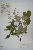 展枝沙參藏品圖，第1張