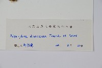 展枝沙參藏品圖，第2張