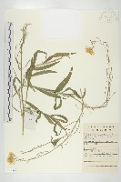 糖芥藏品圖，第1張