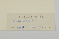 蓍草藏品圖，第3張