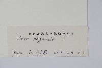 梣葉槭藏品圖，第2張