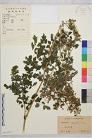 長柄唐松草、擬散花唐松草藏品圖，第1張