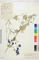 大花飛燕草藏品圖，第1張