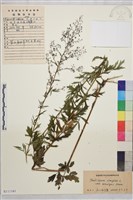 短梗箭頭唐松草藏品圖，第1張