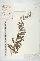 藤長苗藏品圖，第1張