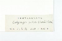 藤長苗藏品圖，第3張
