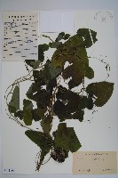 北馬兜鈴藏品圖，第1張