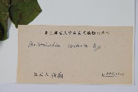 北馬兜鈴藏品圖，第2張