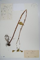 中華秋海棠藏品圖，第1張