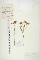 費菜藏品圖，第1張