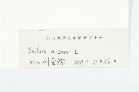 費菜藏品圖，第3張