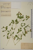 狗筋蔓藏品圖，第1張