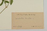 狗筋蔓藏品圖，第3張