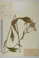 紫菀藏品圖，第1張