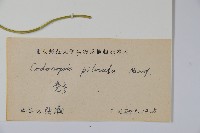 台參藏品圖，第2張