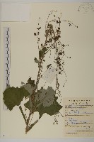 腺梗菜藏品圖，第1張