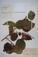 狗棗獼猴桃藏品圖，第1張