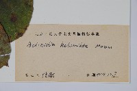 狗棗獼猴桃藏品圖，第2張