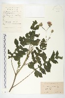 蓖苞風毛菊藏品圖，第1張